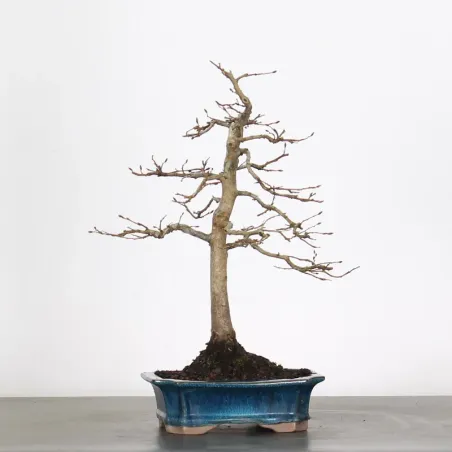 image supplémentaire - CHARME "Carpinus" 2-6