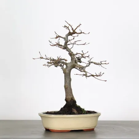 Bonsai Charmes CH-2-8