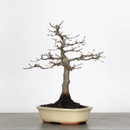 image supplémentaire - CHARME "Carpinus" 2-8