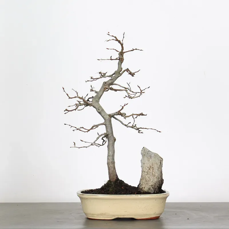 Bonsai Charmes CH-2-9