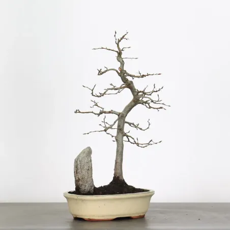 image supplémentaire - HORNBEAM "CARPINUS" 2-9