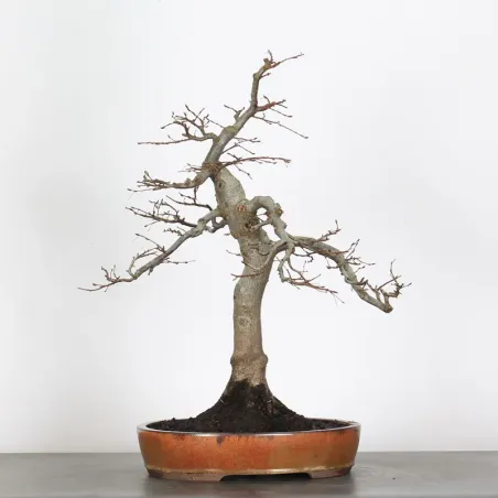 image supplémentaire - HORNBEAM "CARPINUS" 2-10