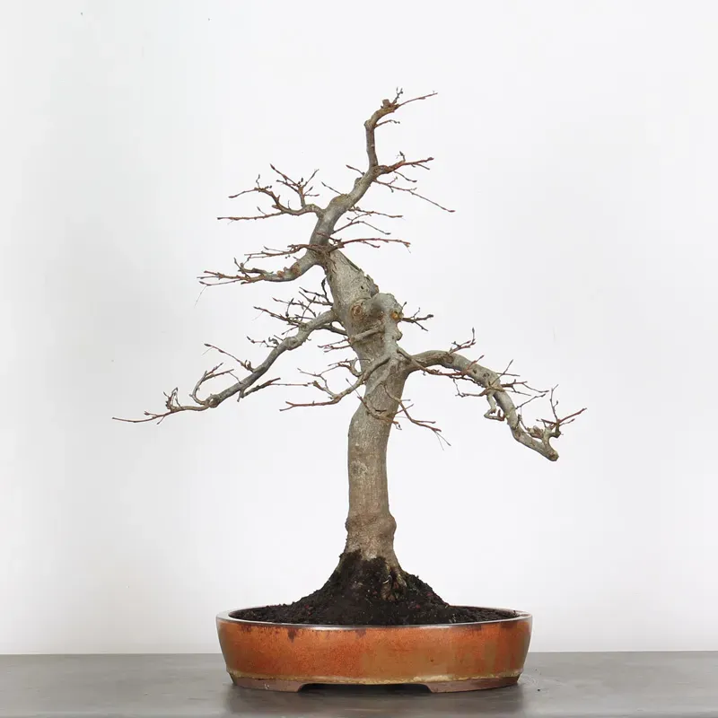 Bonsai Charmes CH-2-10