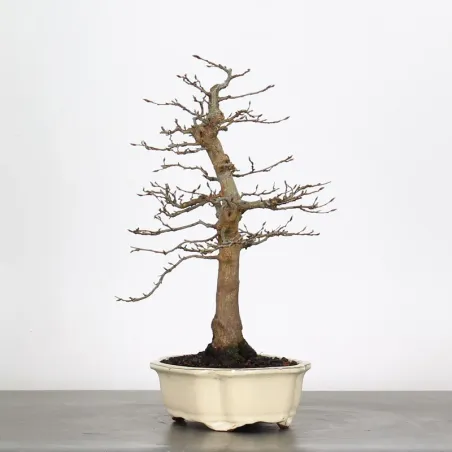 image supplémentaire - HORNBEAM "CARPINUS" 2-12