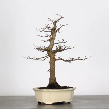 HORNBEAM "CARPINUS" 2-12