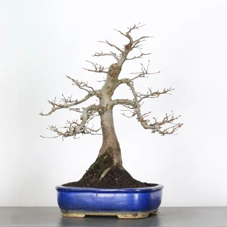 CHARME "Carpinus" 2-14