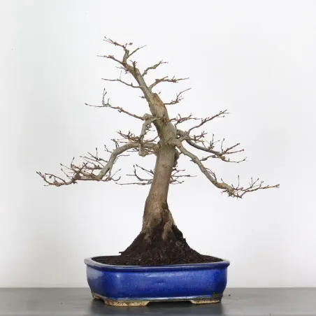 image supplémentaire - CHARME "Carpinus" 2-14