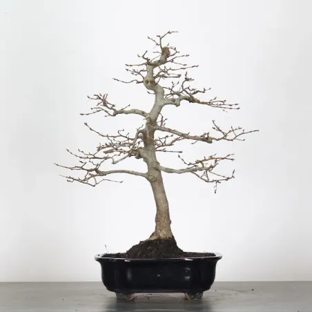 image supplémentaire - CHARME "Carpinus" 2-20