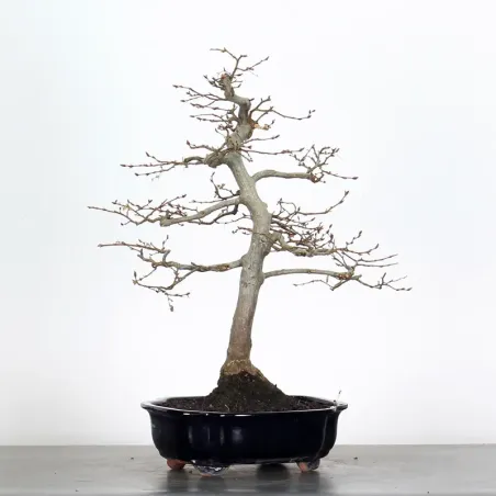 HORNBEAM "CARPINUS" 2-20