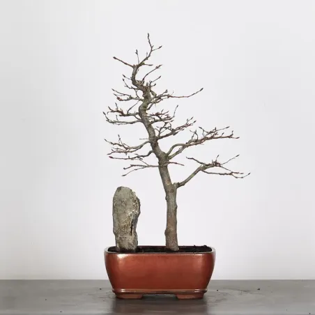 HORNBEAM "CARPINUS" WITH ROCK 2-24