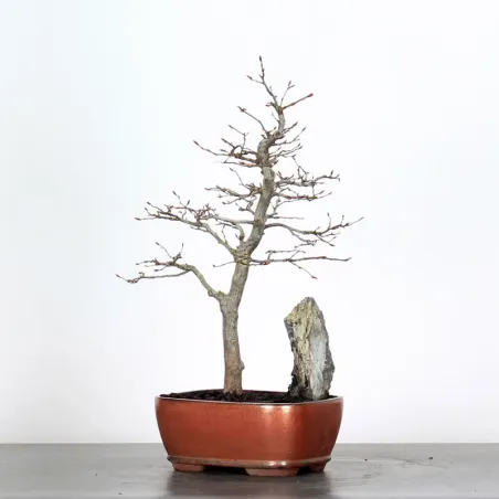 image supplémentaire - HORNBEAM "CARPINUS" WITH...