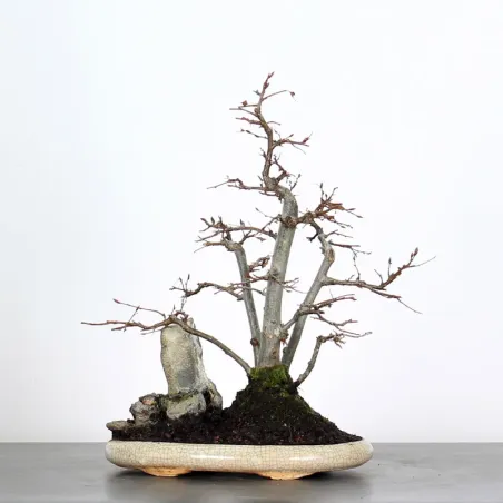 Bonsai Charmes CH 3-1