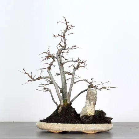 image supplémentaire - CHARME "Carpinus" 3-1