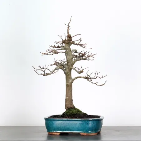 image supplémentaire - HORNBEAM "CARPINUS" 3-2