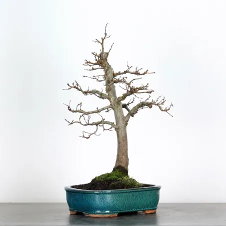 HORNBEAM "CARPINUS" 3-2