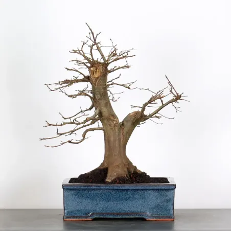 image supplémentaire - Hornbeam "Carpinus" 3-3