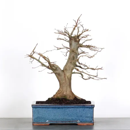 Bonsai Charmes CH-3-3
