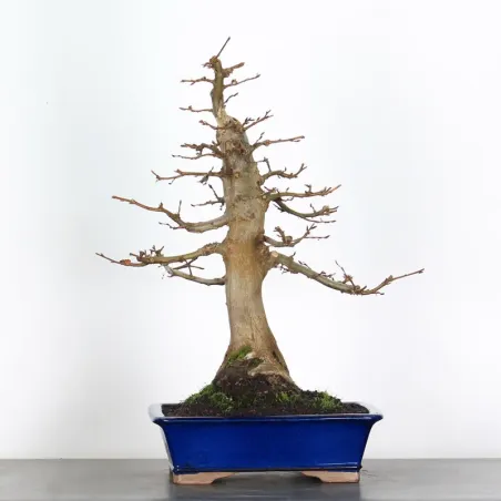 image supplémentaire - Hornbeam "Carpinus" 3-5