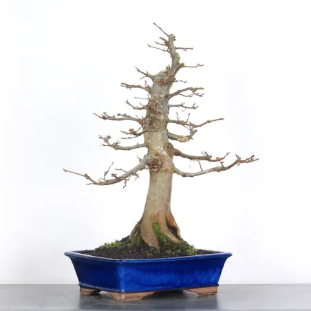 Hornbeam "Carpinus" 3-5