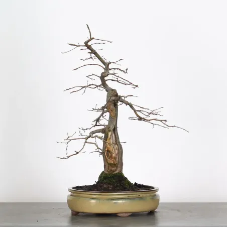 image supplémentaire - CHARME "Carpinus" 3-7