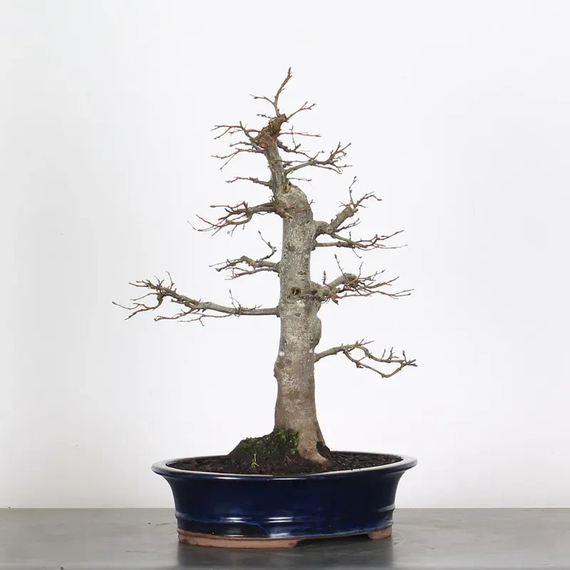 image supplémentaire - CHARME "Carpinus" 3-8