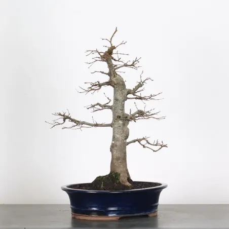 image supplémentaire - CHARME "Carpinus" 3-8