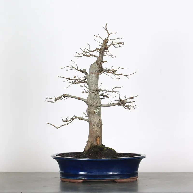 CHARME "Carpinus" 3-8