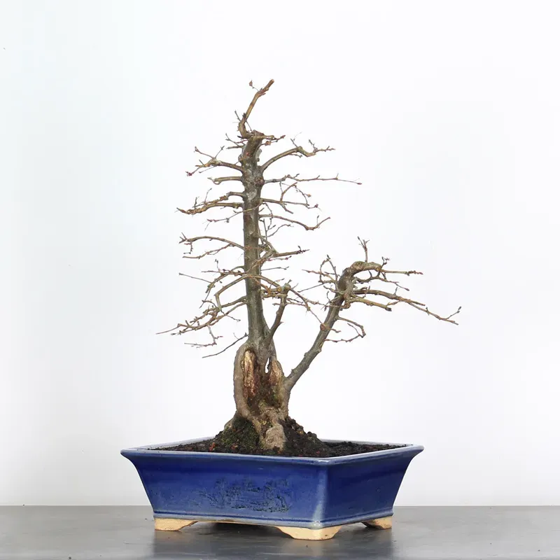 image supplémentaire - CHARME "Carpinus" 3-10