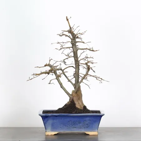 CHARME "Carpinus" 3-10