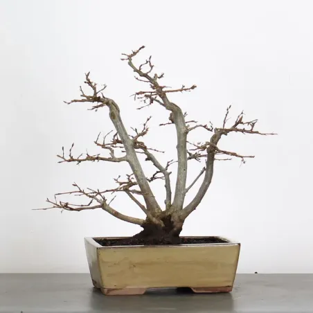 image supplémentaire - HORNBEAM "CARPINUS" 3-11