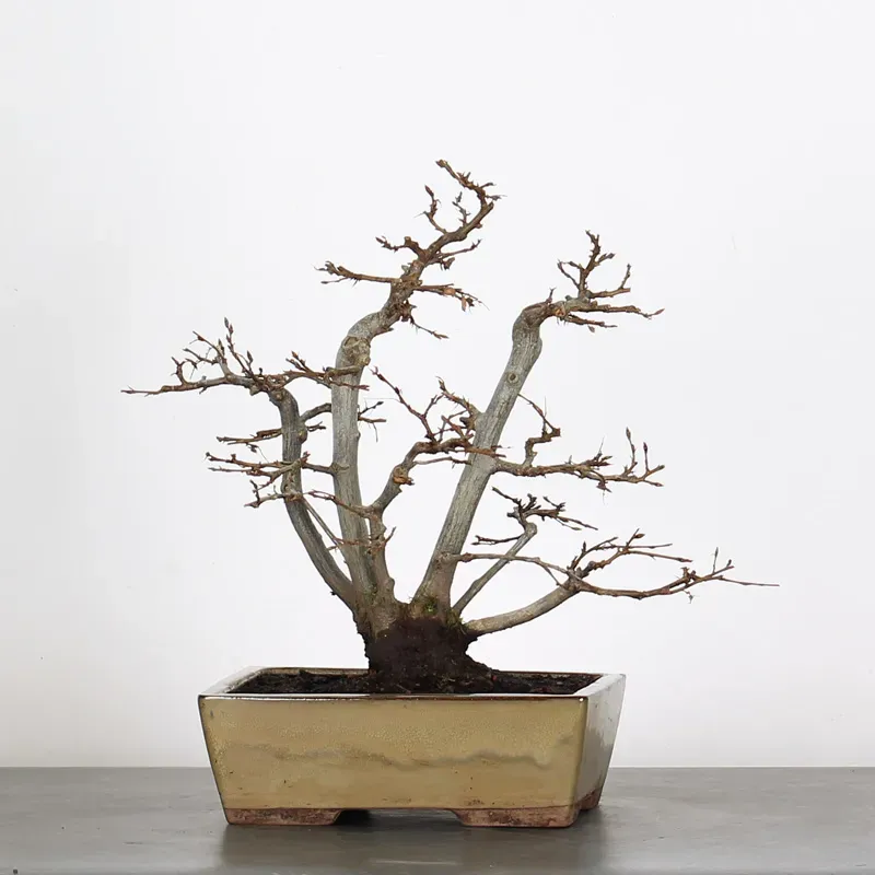 CHARME "Carpinus" 3-11