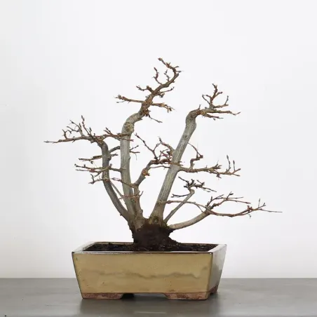 HORNBEAM "CARPINUS" 3-11