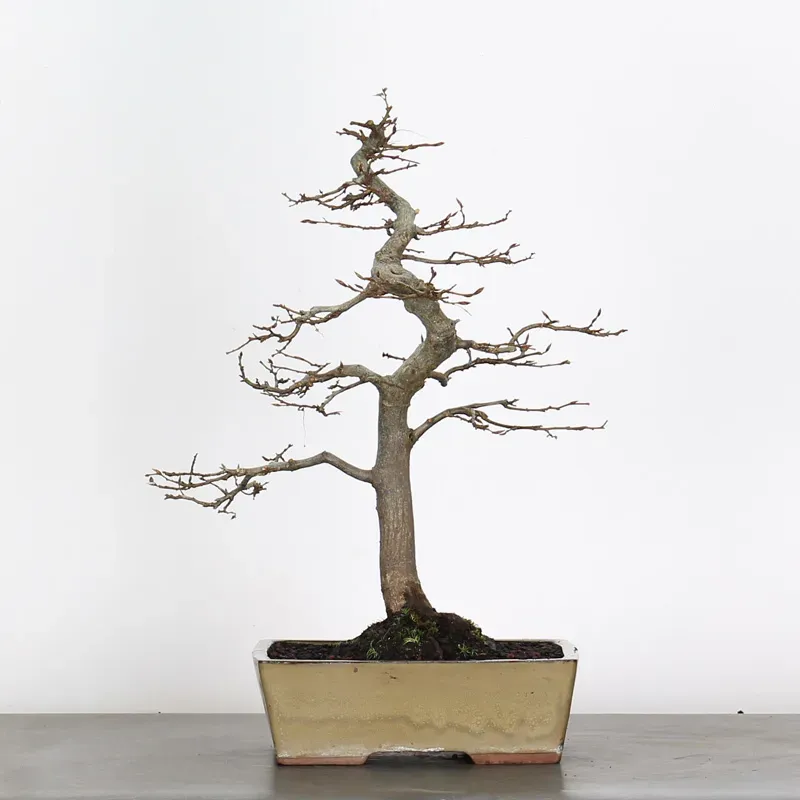 image supplémentaire - CHARME "Carpinus" 3-15