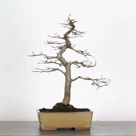 HORNBEAM "CARPINUS" 3-15