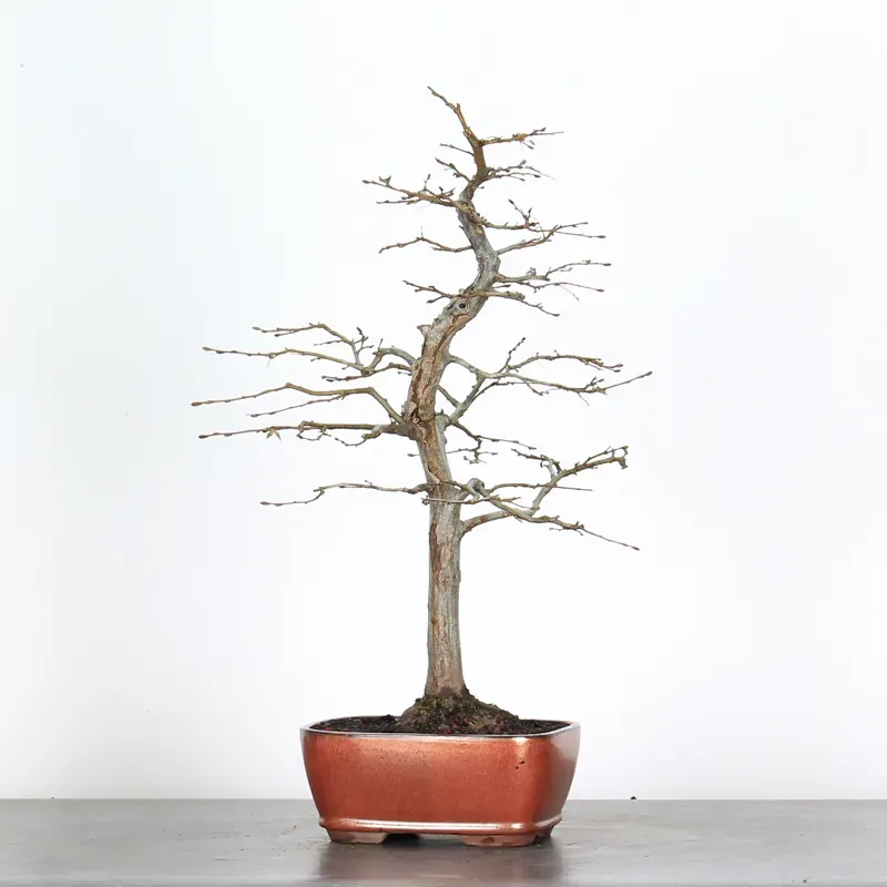 HORNBEAM "CARPINUS" 3-16