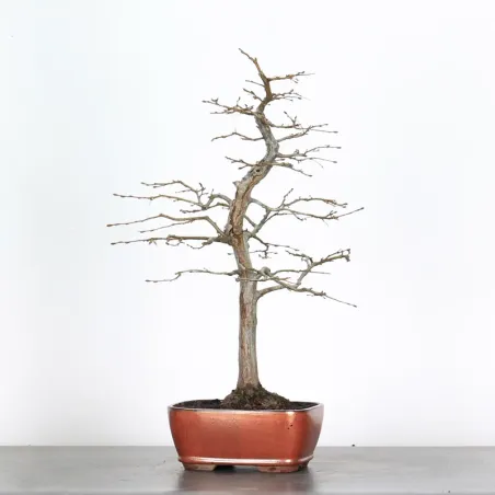 HORNBEAM "CARPINUS" 3-16