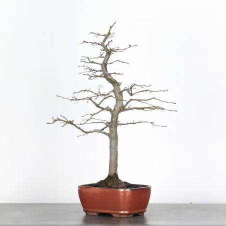 image supplémentaire - HORNBEAM "CARPINUS" 3-16