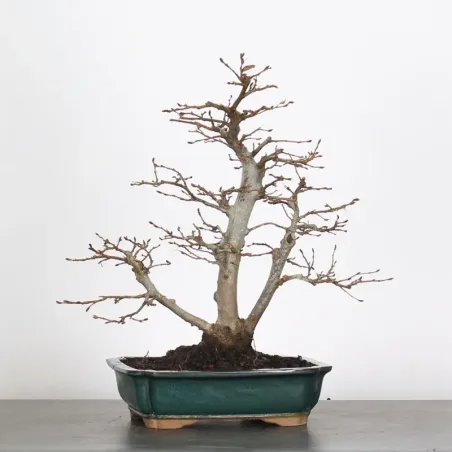 CHARME "Carpinus" 3-17