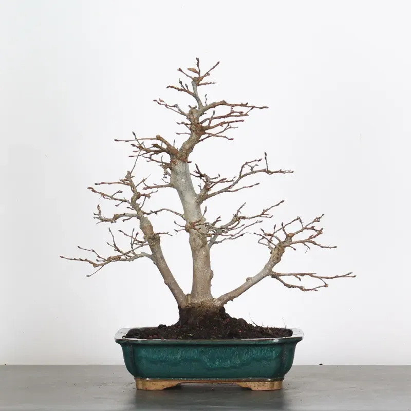 image supplémentaire - HORNBEAM "CARPINUS" 3-17