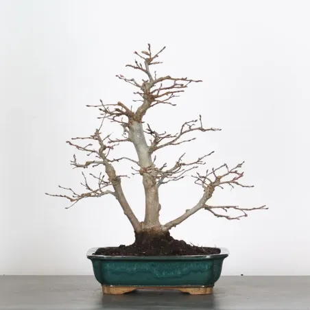 image supplémentaire - HORNBEAM "CARPINUS" 3-17