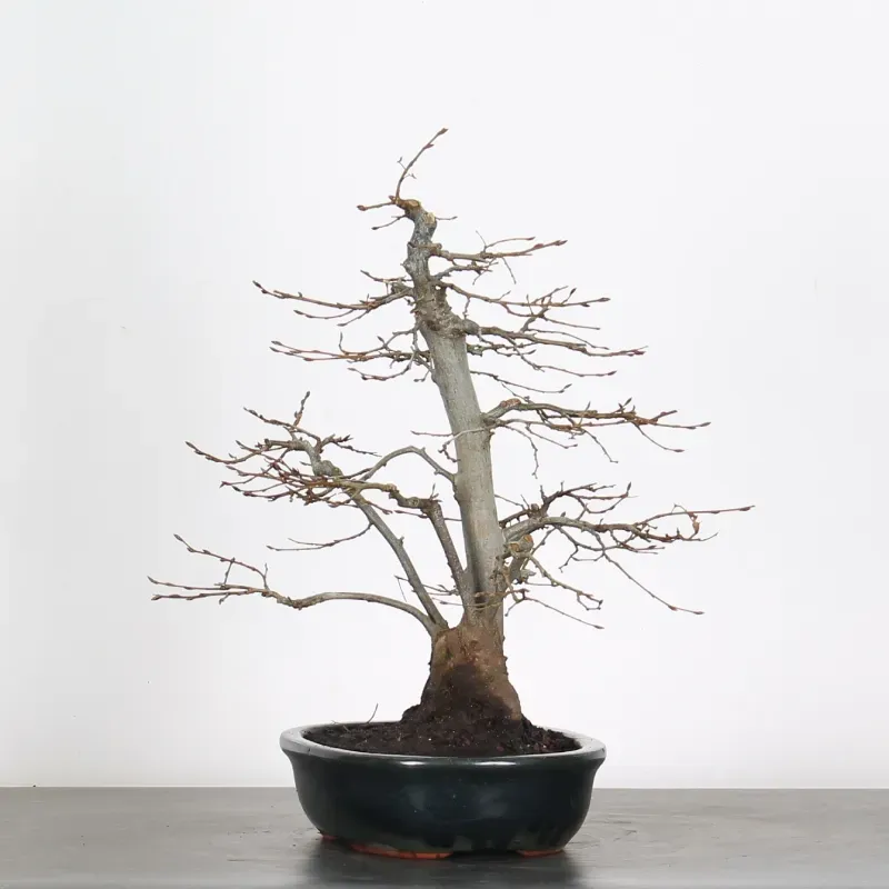 image supplémentaire - HORNBEAM "CARPINUS" 3-18