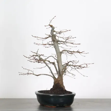 image supplémentaire - HORNBEAM "CARPINUS" 3-18