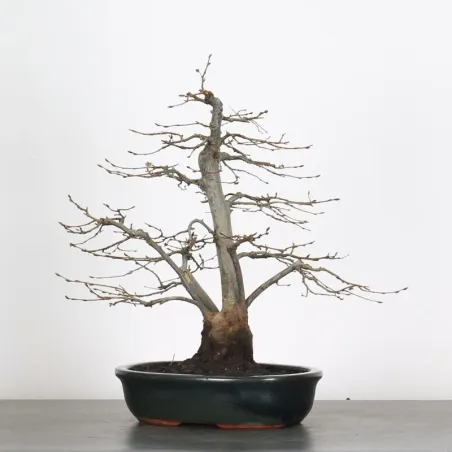 HORNBEAM "CARPINUS" 3-18