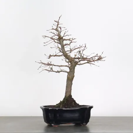 CHARME "Carpinus" 2-18