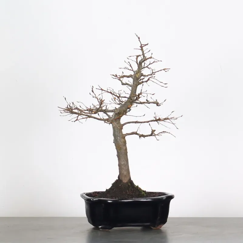 image supplémentaire - CHARME "Carpinus" 2-18