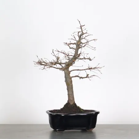 image supplémentaire - CHARME "Carpinus" 2-18