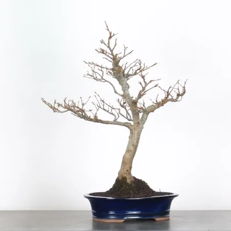 Bonsai Charms CH-4-1