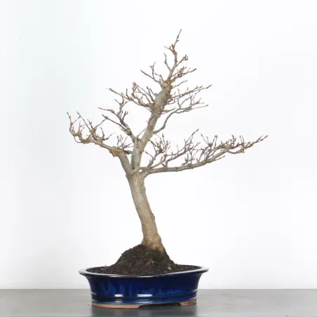 image supplémentaire - HORNBEAM "CARPINUS" 4-1