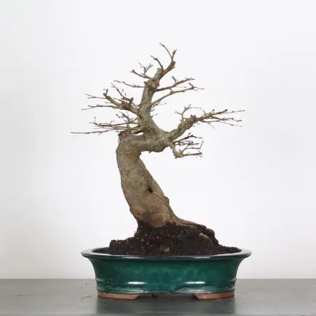 image supplémentaire - CHARME "Carpinus" 4-2