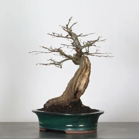 Bonsai Charms CH-4-2